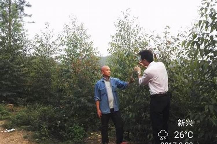 桉树底肥放什么肥 底肥施多少合适