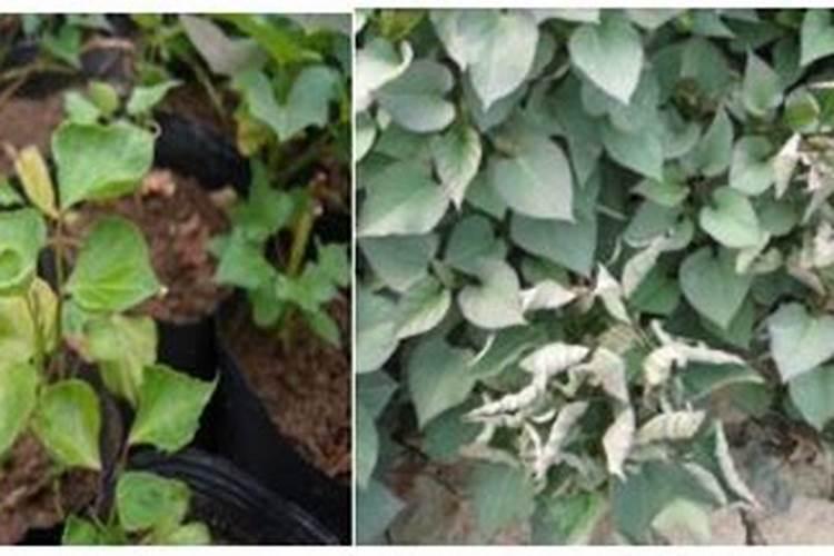 辣椒用什么叶面肥更高产