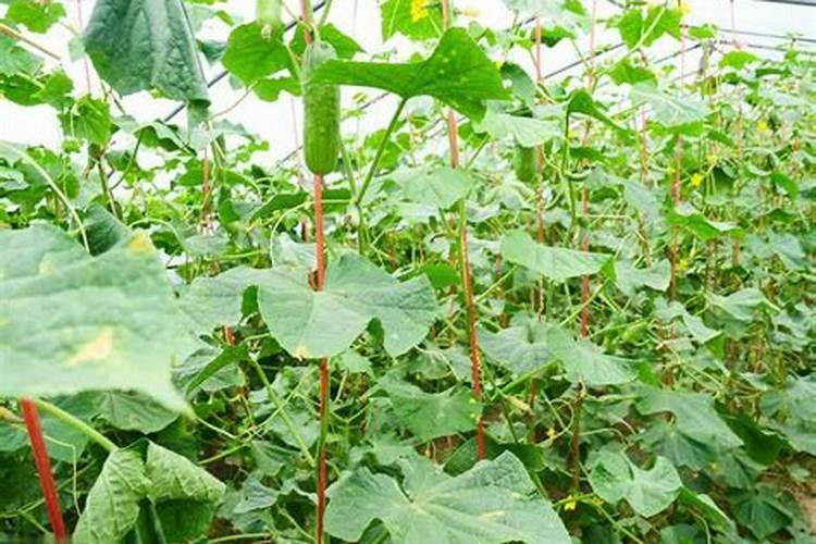 有机肥撒施和开沟哪个好