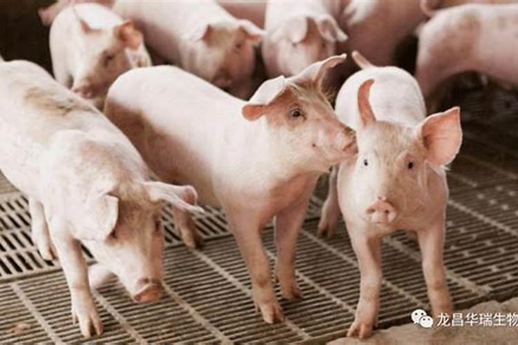 玉米底肥一次性施肥 氮磷钾 各用多少？