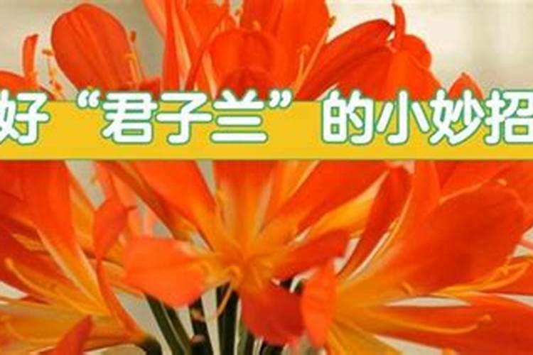 茶叶水可以浇君子兰吗