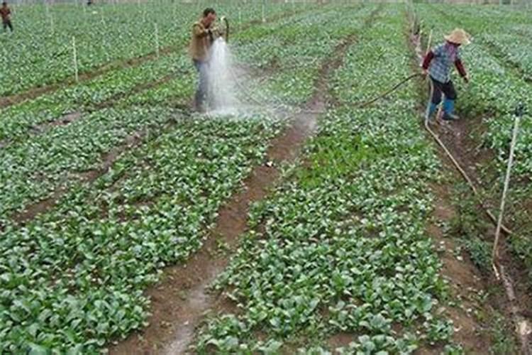 3种花正孕蕾,给它补上1种肥,花苞长满枝头