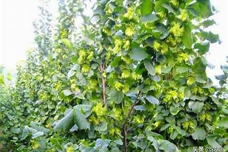 榛子树什么时候打药
