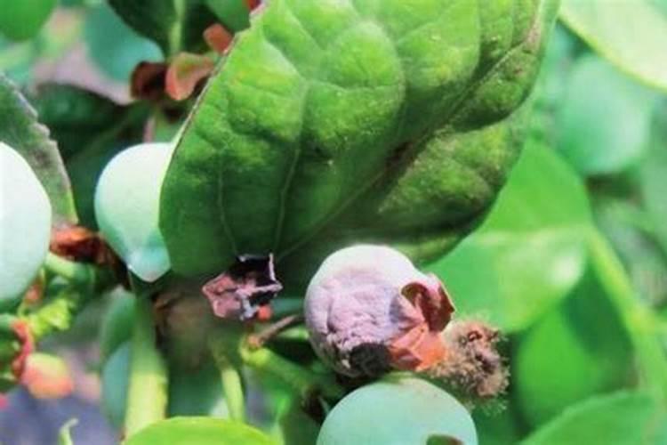 小麦上喷施硼肥有什么好处？拔节孕穗期喷2次,籽粒饱满能增产