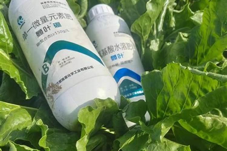 月季施肥有哪些方式
