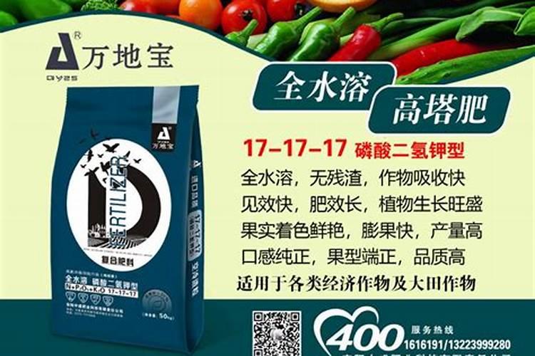 月季怎么施肥才枝粗花大