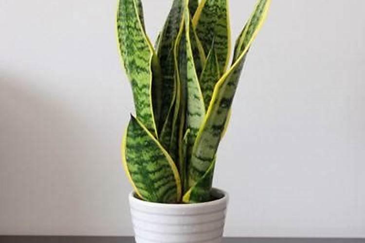 决明子能当花肥用吗