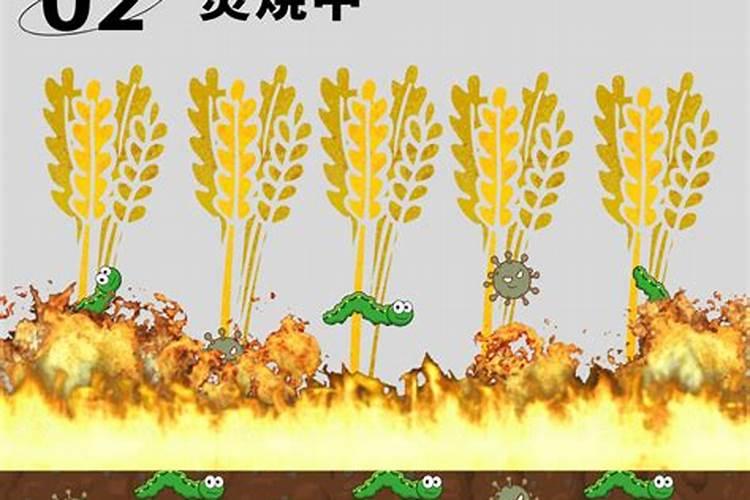 枇杷树每年分几个阶段施肥,每一个阶段该施什么肥？