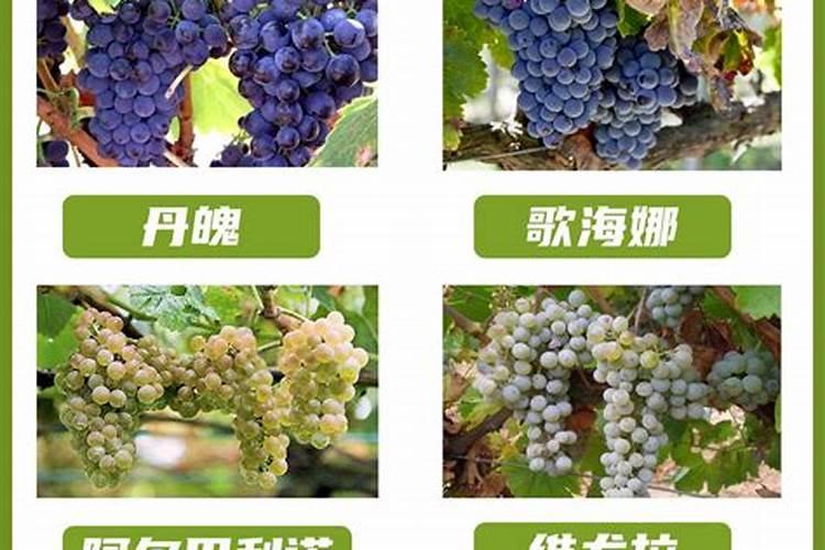 辣椒过量施用钾肥会烧叶吗？