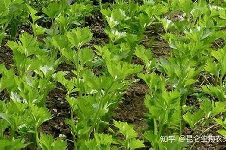 沙参未出苗除草用什么？