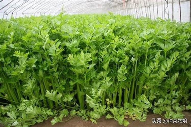 耐涝又好成活的农作物