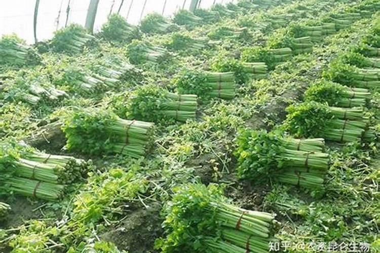 芹菜打什么药可变粗壮,附种植方法
