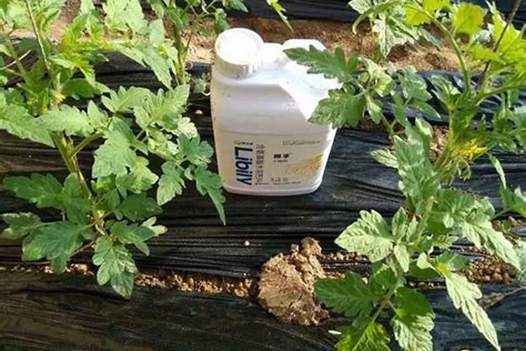 想种大棚西红柿,如何进行水肥管理？要注意什么？