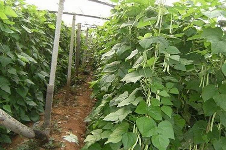 农用硫酸锌和糖醇锌区别