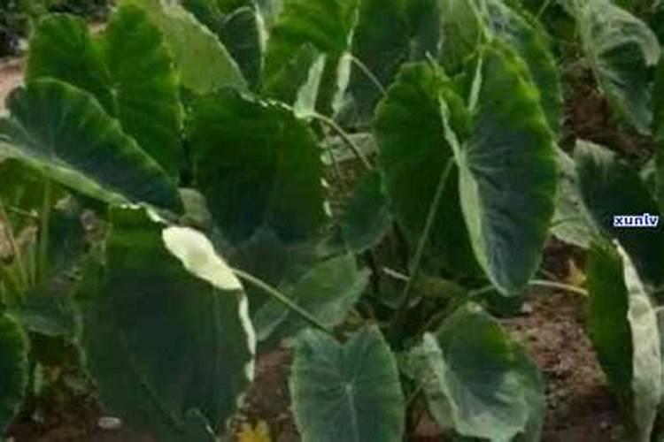 芋头7月份要施肥吗