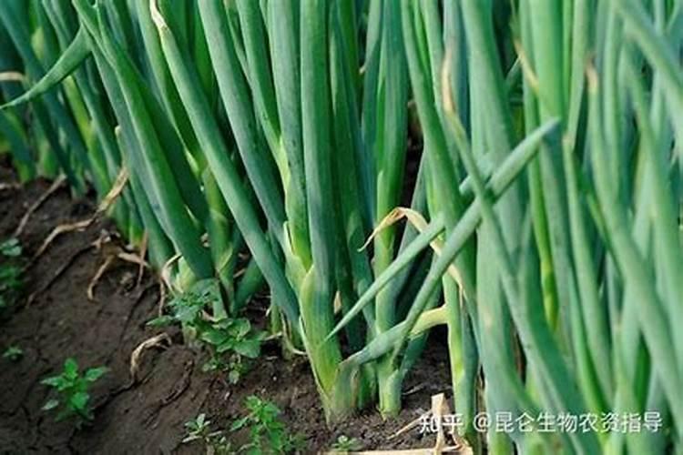 怎么样才能使莲雾开花结果？