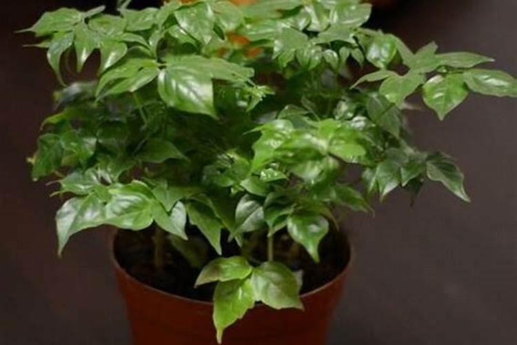 木棉花怎么做肥料