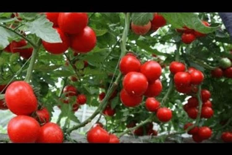 杜鹃花花期能施肥吗