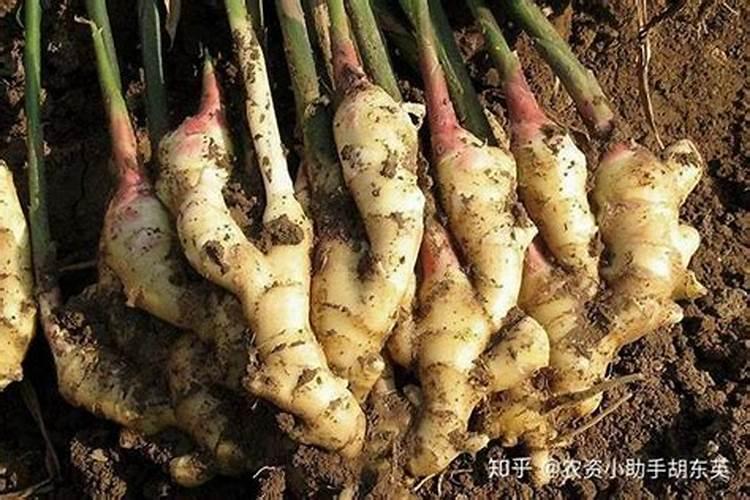 大姜缺素症怎样防治
