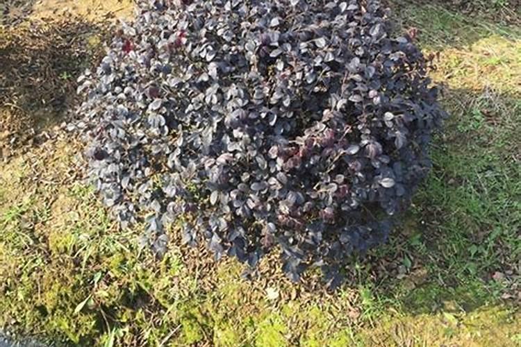 7.8月石榴树需要施肥吗？施什么肥料