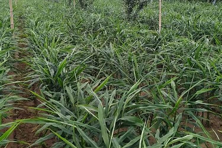 大姜种植中如何施肥