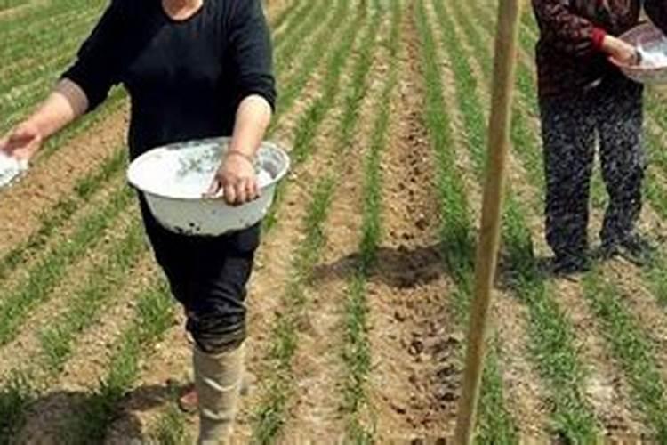 小麦追肥用什么肥料好