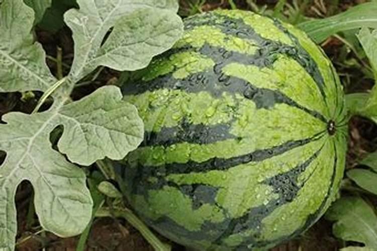 如何种植提高西瓜产量和品质(西瓜怎么施肥能增产增甜)