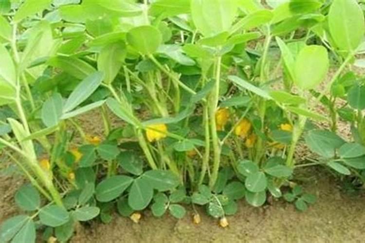 花生下针期是什么意思,能打控旺药吗