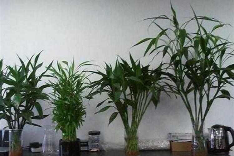 苍术苗期是否可以用叶面肥施肥？