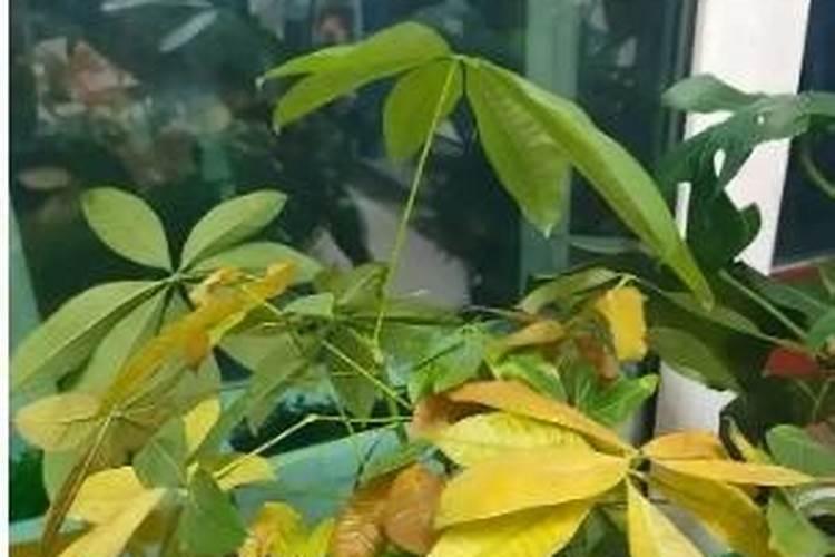 旱烟叶是否有杀虫作用(要详细一点的和用法,好的加分!)