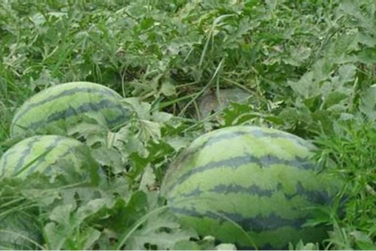 蔬菜叶面肥可以给苍术施肥吗？