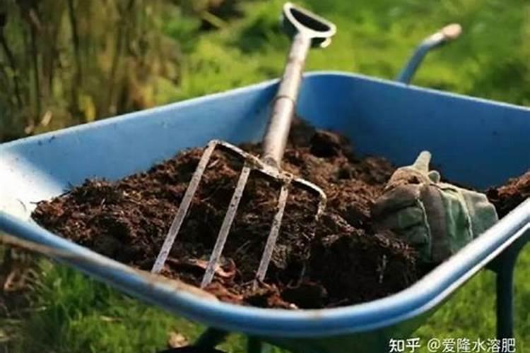 农博金草苍术种植开花期可以施肥吗,会不会烧苗？