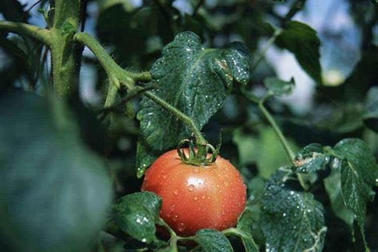 钾肥是什么肥料 植物缺少钾肥会怎么样