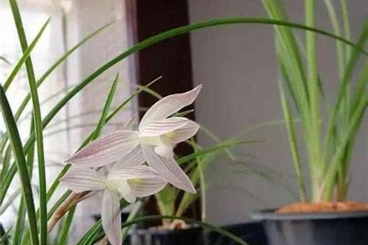 农博金草苍术种植在东北寒冷的气候能种植吗？