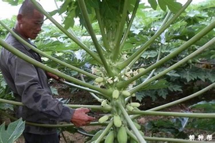 种白菜用啥肥料好