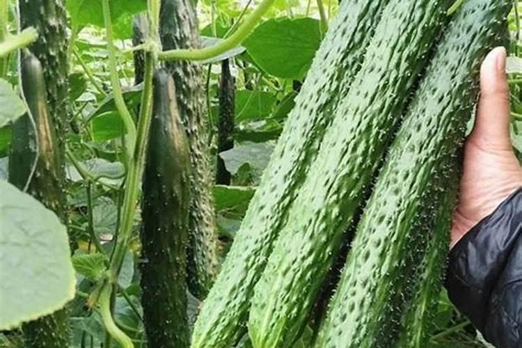 移栽大白菜底肥怎么施