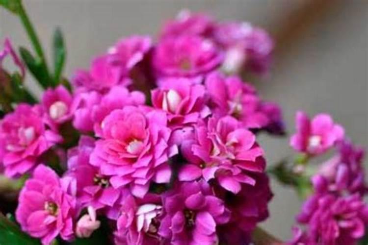 果树开花前不补硼,果农一年瞎忙活,硼肥有多重要？