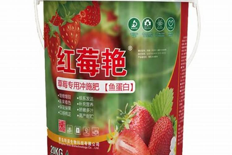 鱼蛋白草莓冲施的最佳时期
