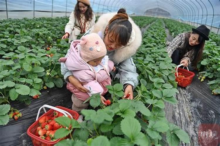 草莓根腐病的防治方法