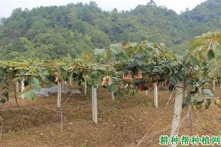 李子树施肥的正确方法