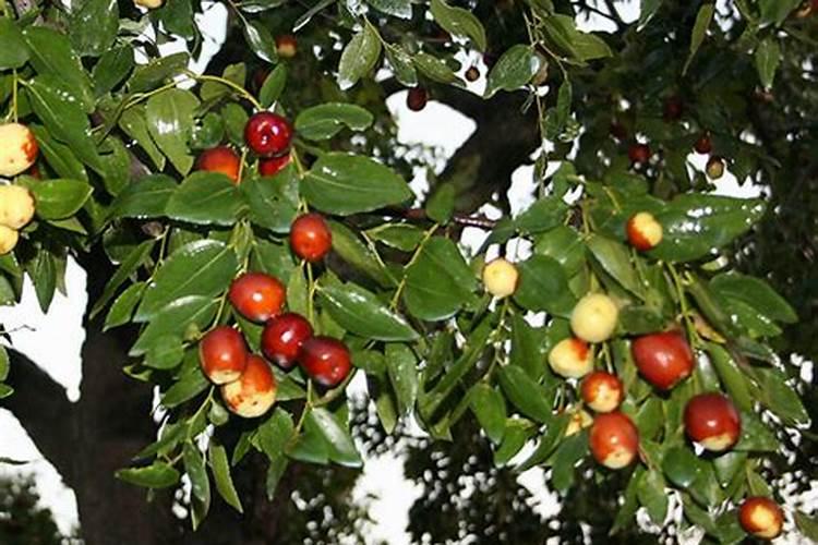 果实总是裂果畸形果,该使用什么肥？