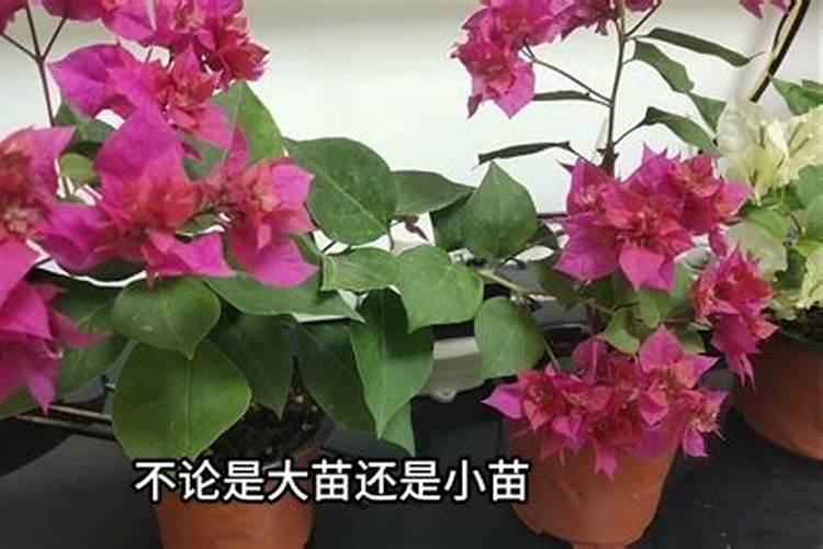 大豆施肥最佳方法