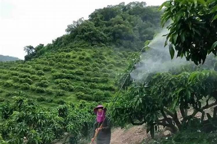 芒果挂果期喷什么叶面肥结果多？芒果座果期哪些肥料可以用作基肥？