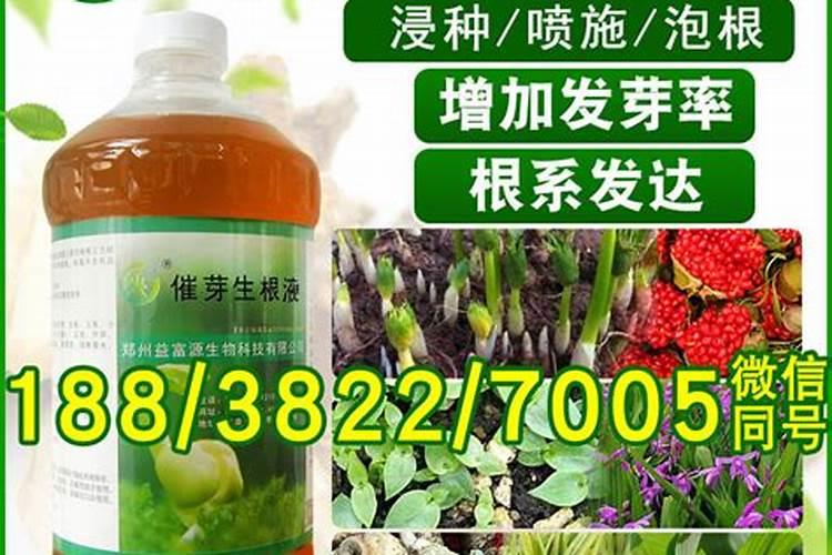 种香菜用什么土