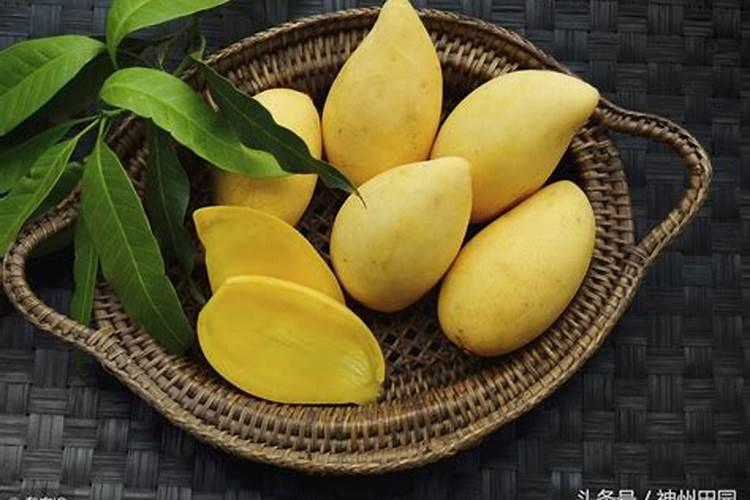 10%烯效唑在芒果上用法