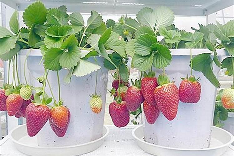 香菜种子种植用什么土