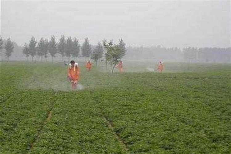 桃树叶面肥如何用磷酸二氢钾