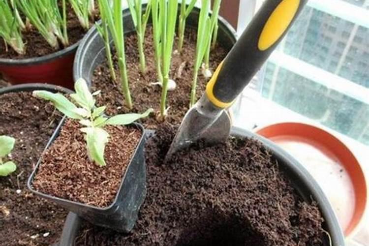 种菜用什么肥料好？