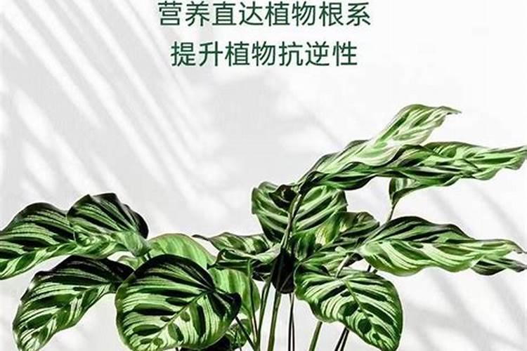 草莓蓟马虫害症状与防治方法(被蓟马危害叶子打农药处理)