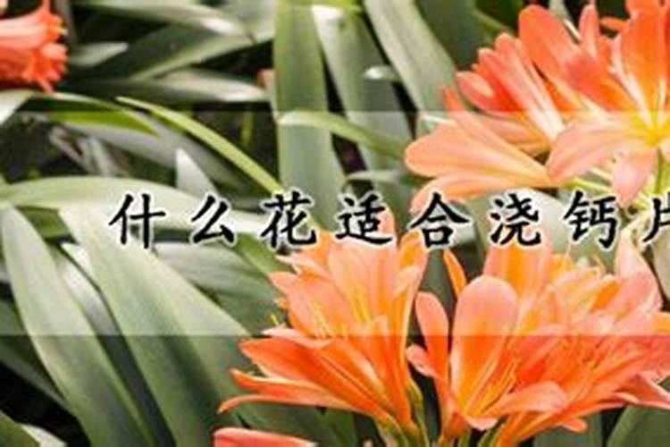 如何给花生追施钙肥？